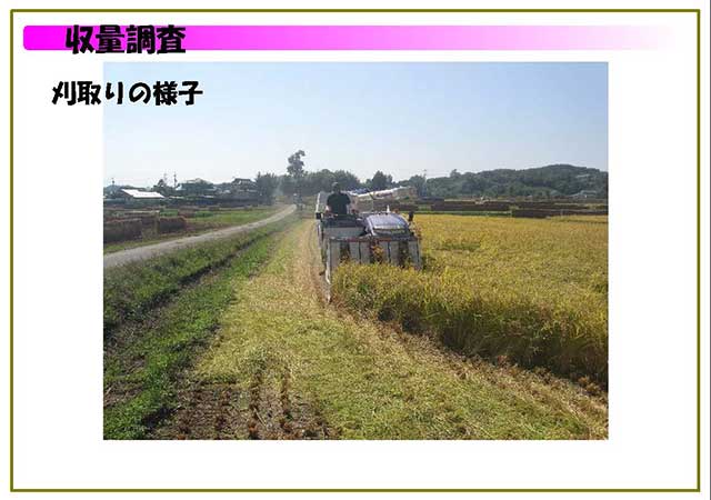 収量調査
